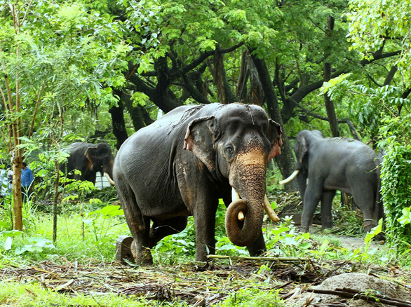 Gokulam Park Guruvayur